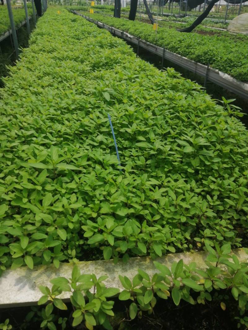 食用薄荷叶