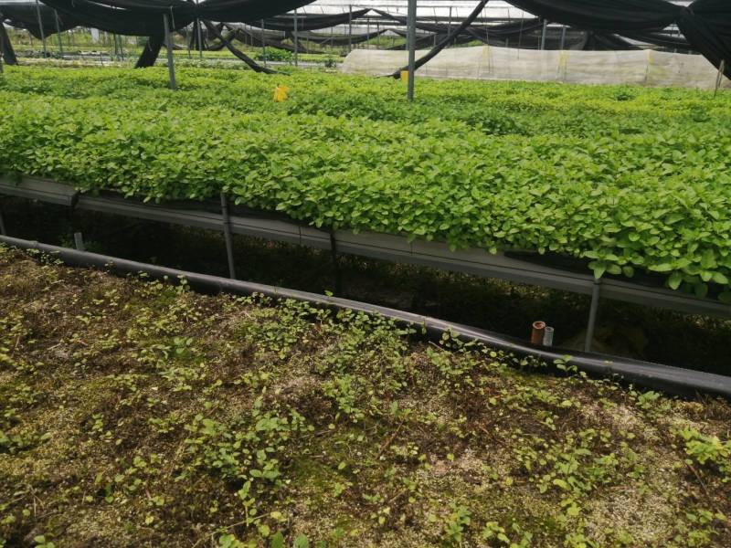 食用薄荷叶
