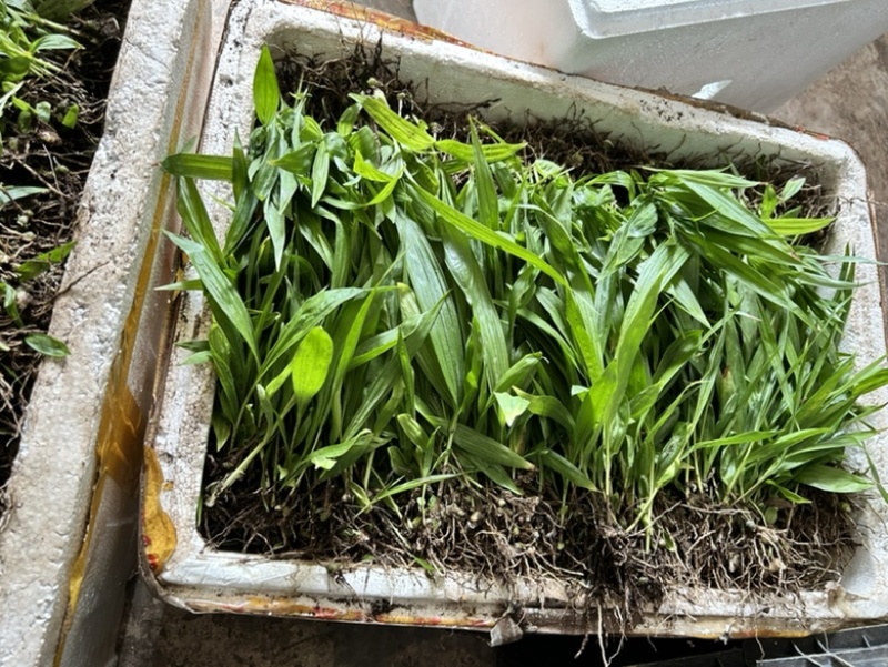 白芨苗1.5公分起三毛现货