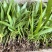 白芨苗1.5公分起三毛现货