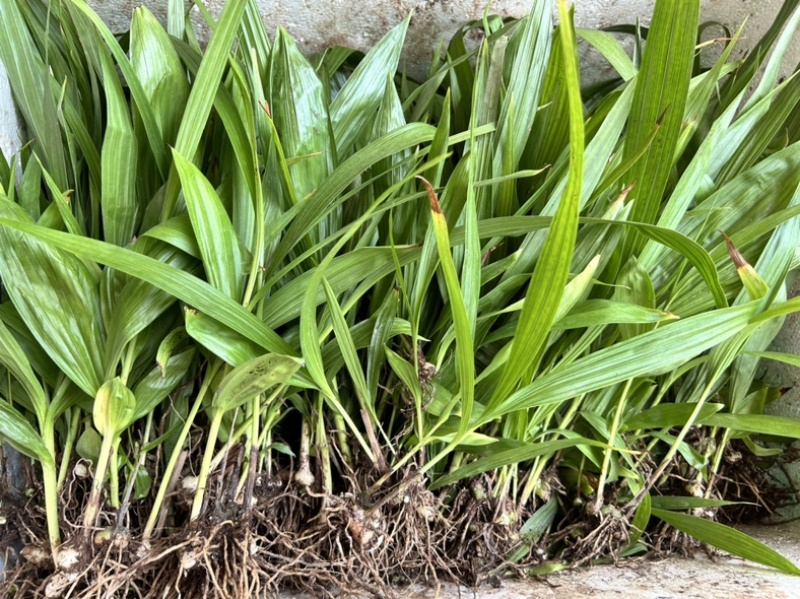 白芨苗1.5公分起三毛现货