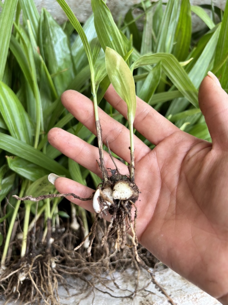 白芨苗1.5公分起三毛现货