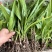 白芨苗1.5公分起三毛现货