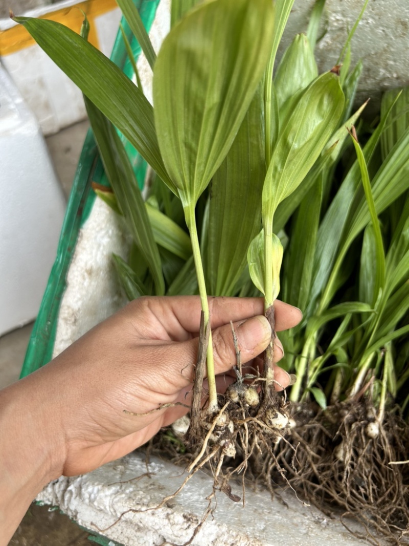 白芨苗1.5公分起三毛现货