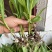 白芨苗1.5公分起三毛现货