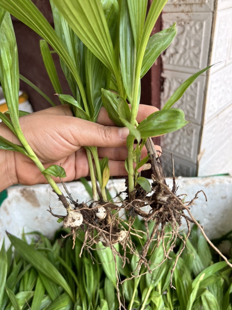 白芨苗1.5公分起三毛现货