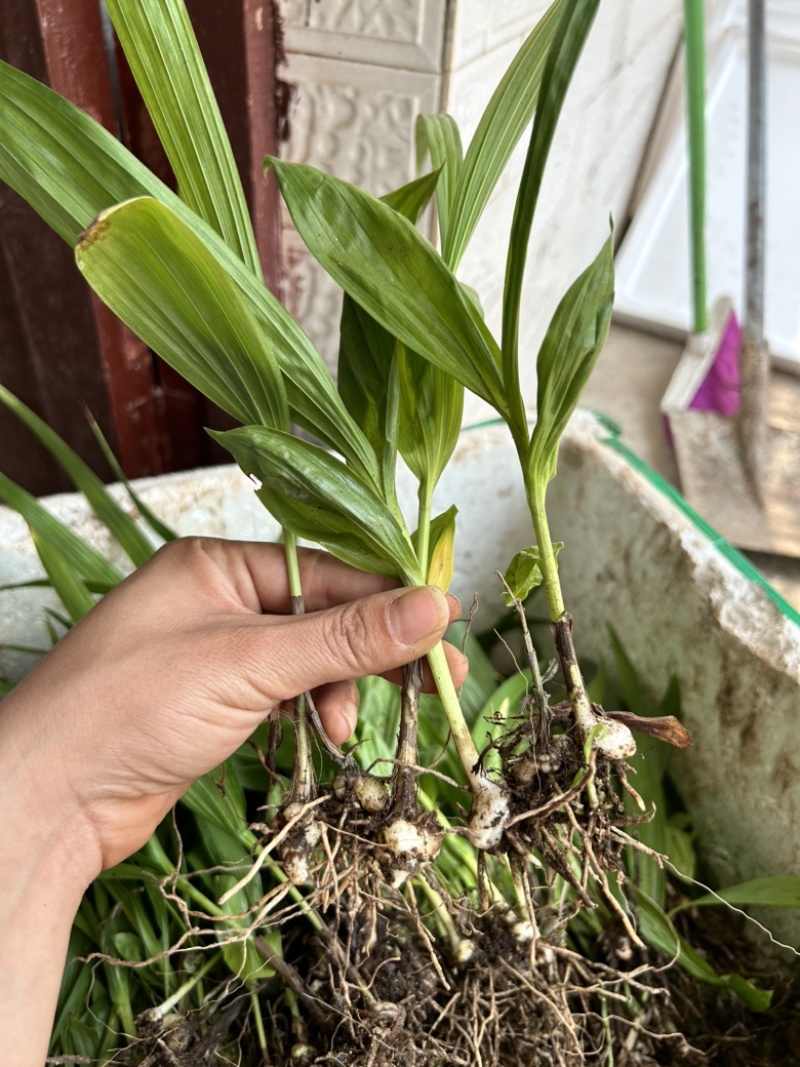 白芨苗1.5公分起三毛现货