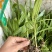 白芨苗1.5起一株三毛