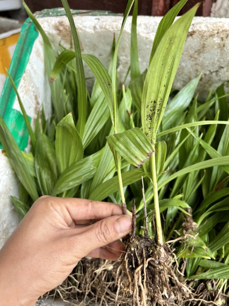 白芨苗1.5起一株三毛