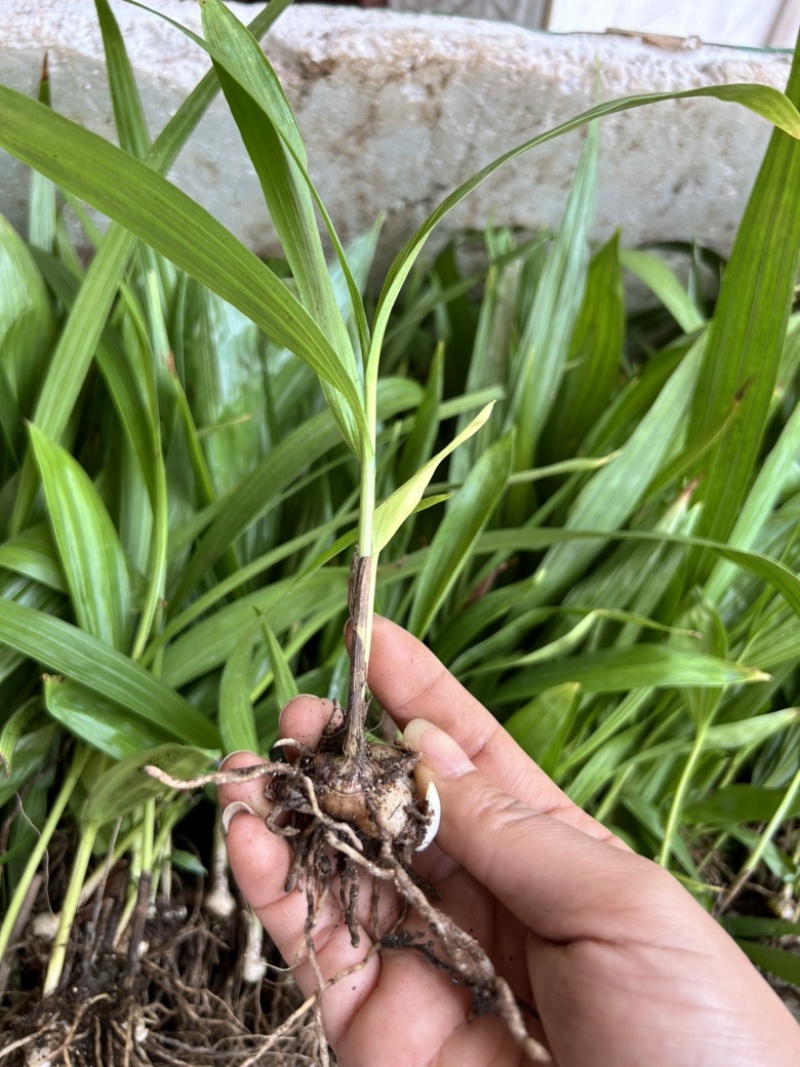 白芨苗1.5起一株三毛