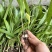 白芨苗1.5起一株三毛
