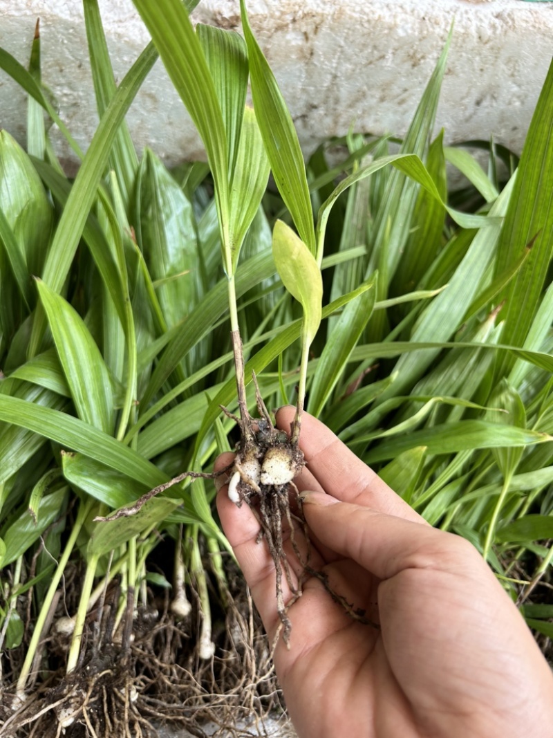 白芨苗1.5起一株三毛