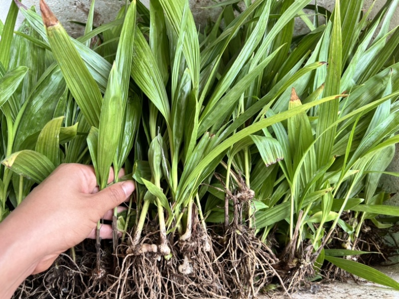 白芨苗1.5起一株三毛