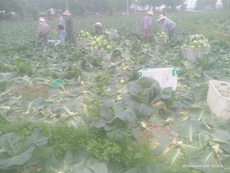 万亩精品鸡心白甘蓝大量上市四川金堂基地直发量大从优