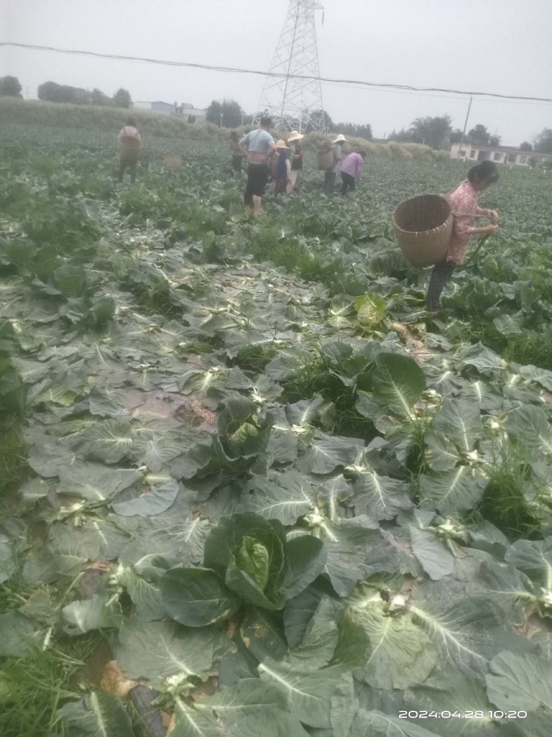 万亩精品鸡心白甘蓝大量上市四川金堂基地直发量大从优