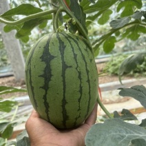 河南漯河8000亩全美2k礼品西瓜🍉