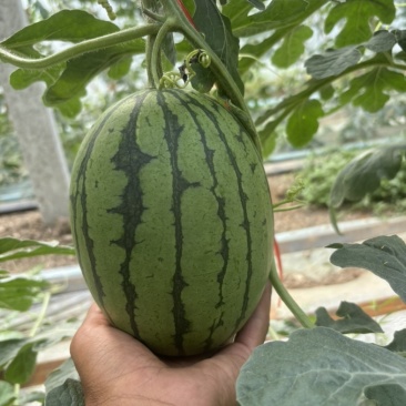 河南漯河8000亩全美2k礼品西瓜🍉