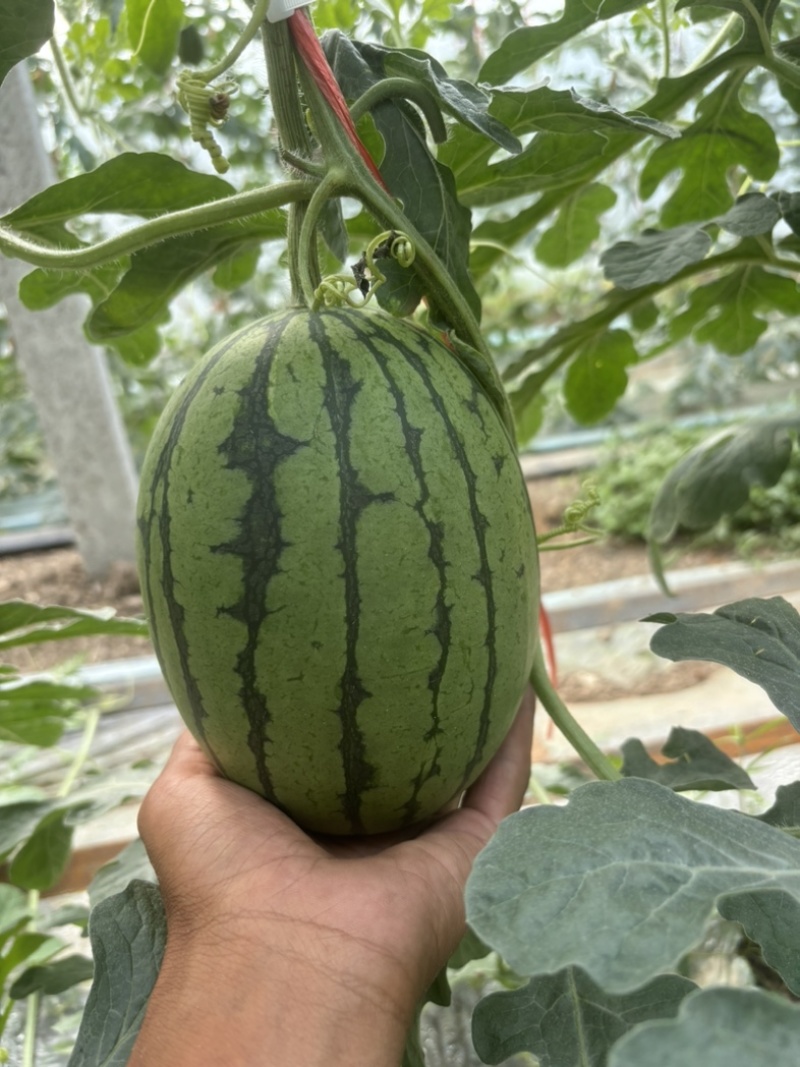 河南漯河8000亩全美2k礼品西瓜🍉