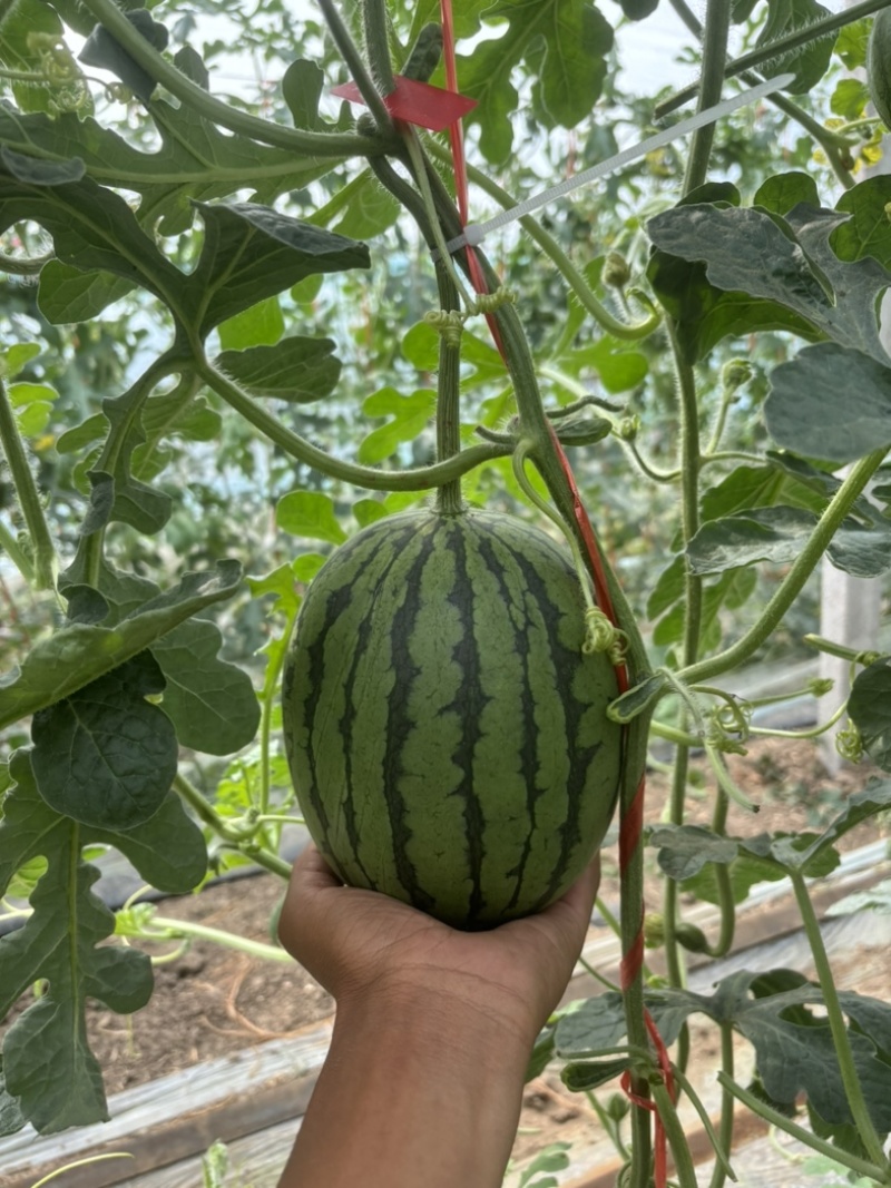 河南漯河8000亩全美2k礼品西瓜🍉