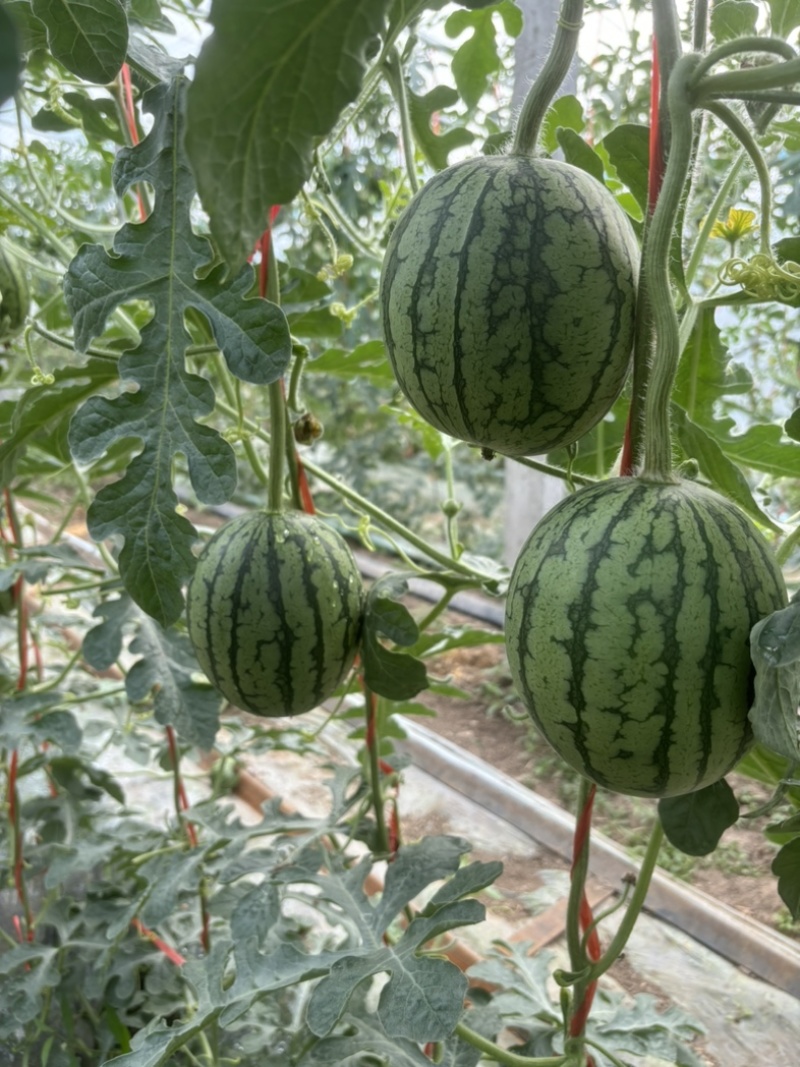 河南漯河8000亩全美2k礼品西瓜🍉