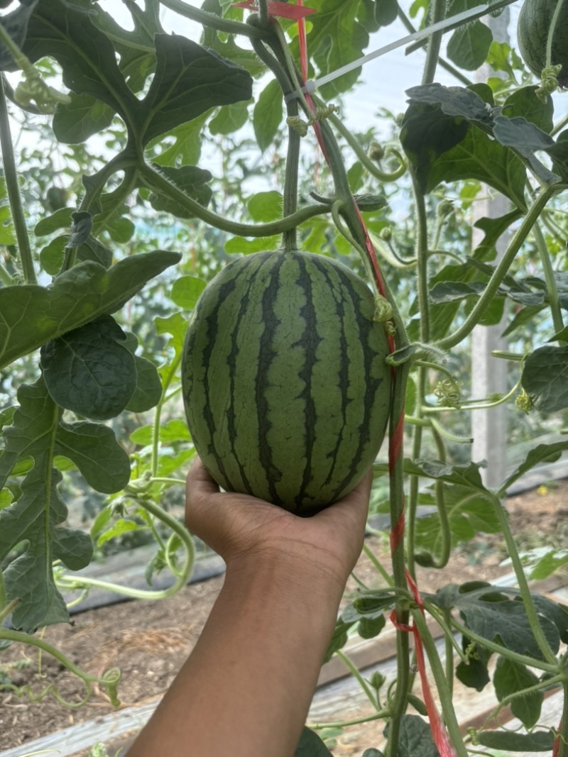 河南漯河8000亩全美2k礼品西瓜🍉