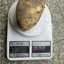 精品黄心土豆一手货源30万斤卖完就没了，低价卖土豆啦