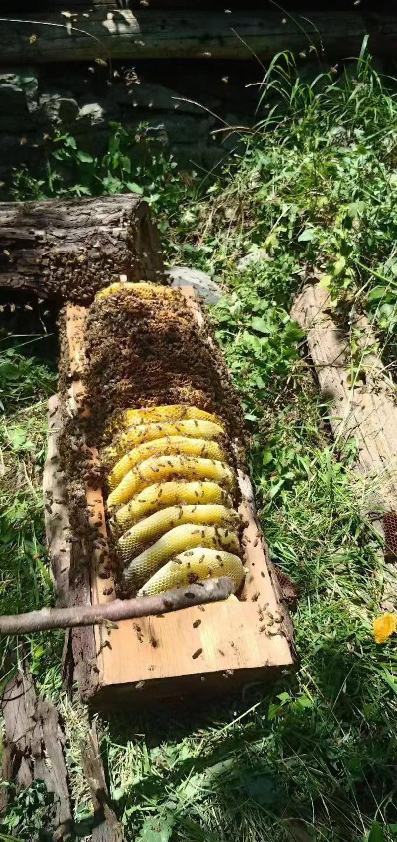 高原天然无污染土蜂蜜无添加波美度41-43度每年一季