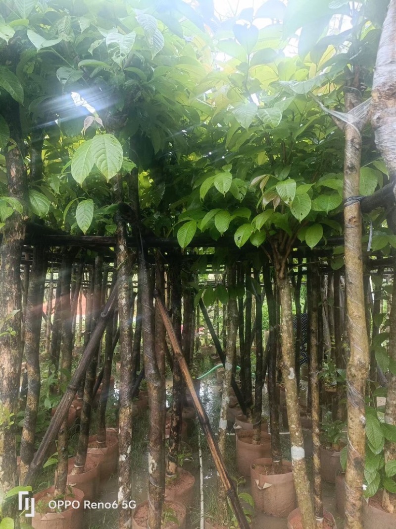 大叶紫薇基地直销规格齐全欢迎老板来电咨询合作