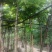 大叶紫薇基地直销规格齐全欢迎老板来电咨询合作