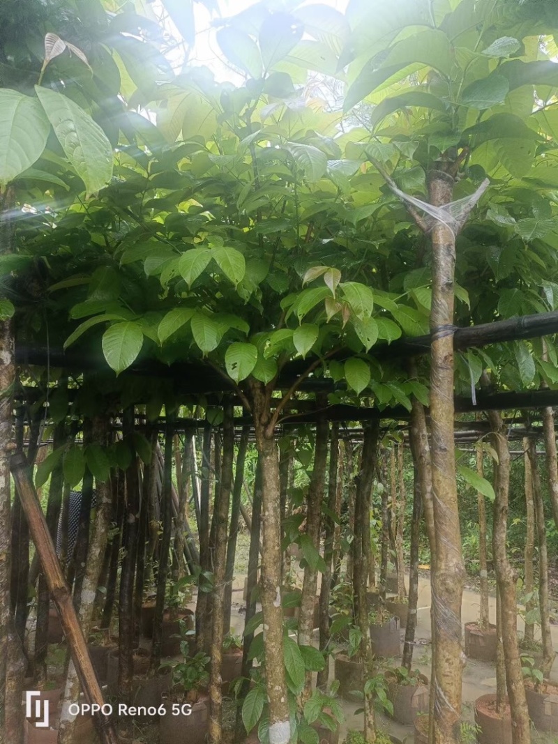 大叶紫薇基地直销规格齐全欢迎老板来电咨询合作