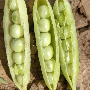 新野豌豆青豌豆产地批发货源稳定支持视频看货代发全国