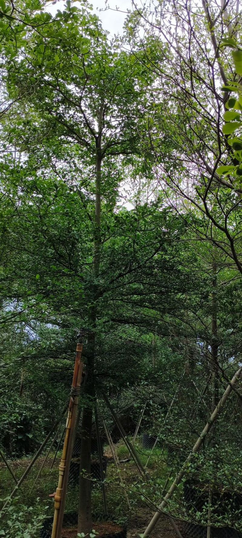 小叶榄仁树基地直销规格齐全欢迎老板来电咨询合作