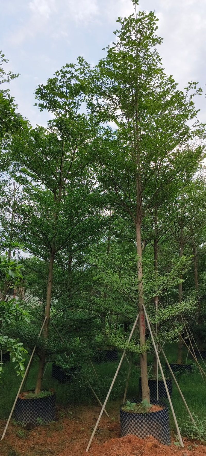 小叶榄仁树基地直销规格齐全欢迎老板来电咨询合作