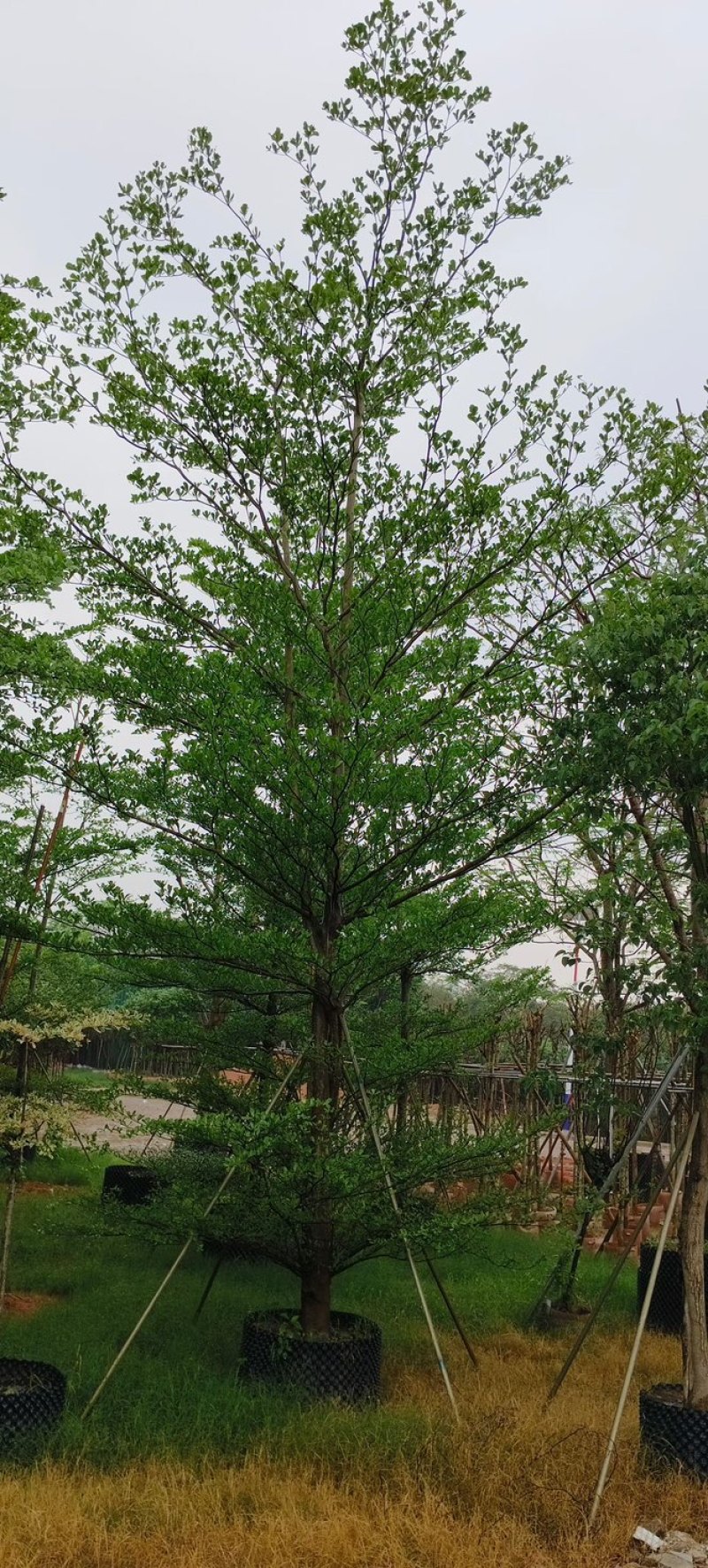 小叶榄仁树基地直销规格齐全欢迎老板来电咨询合作
