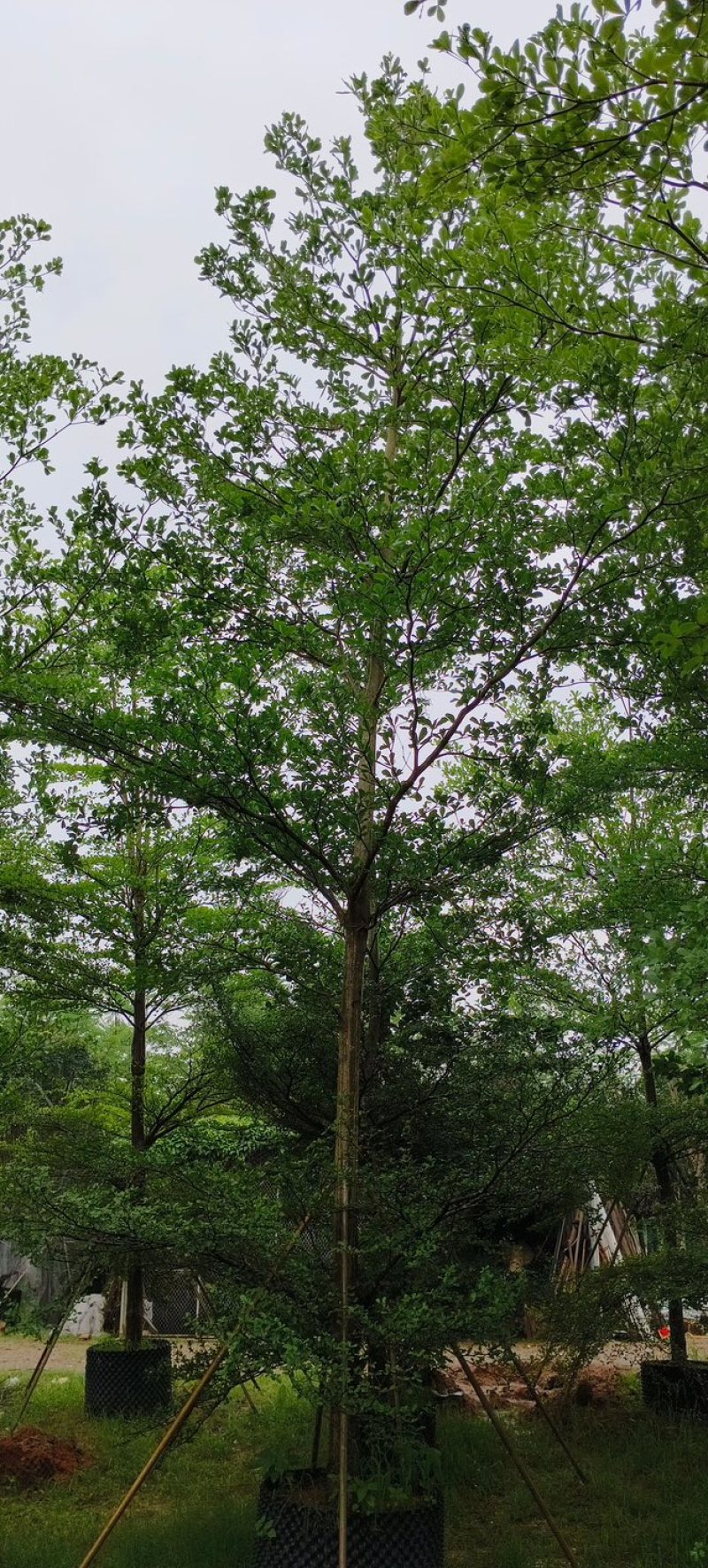 小叶榄仁树基地直销规格齐全欢迎老板来电咨询合作