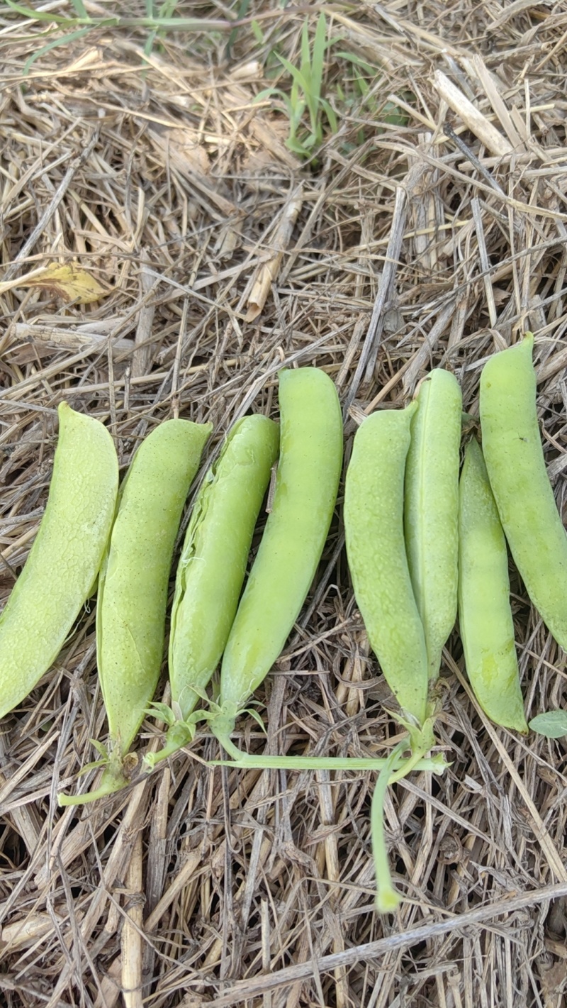 新野豌豆青豌豆产地批发货源稳定支持视频看货代发全国