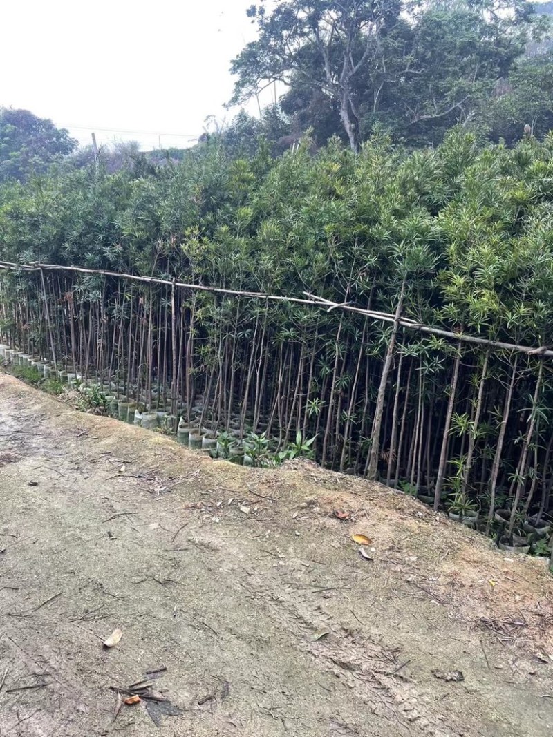 罗汉松苗基地直销规格齐全欢迎老板来电咨询合作