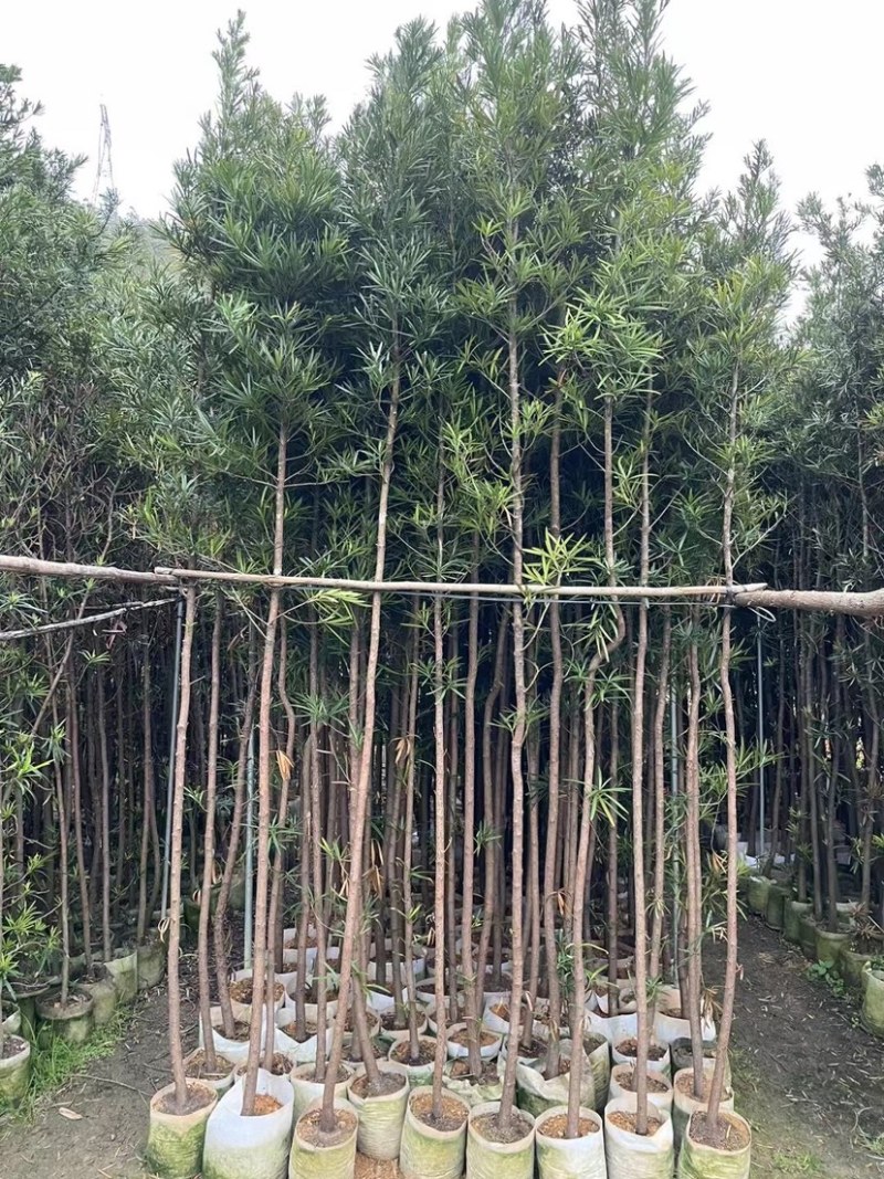 罗汉松苗基地直销规格齐全欢迎老板来电咨询合作