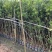 罗汉松苗基地直销规格齐全欢迎老板来电咨询合作