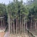 罗汉松苗基地直销规格齐全欢迎老板来电咨询合作