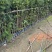 罗汉松苗基地直销规格齐全欢迎老板来电咨询合作