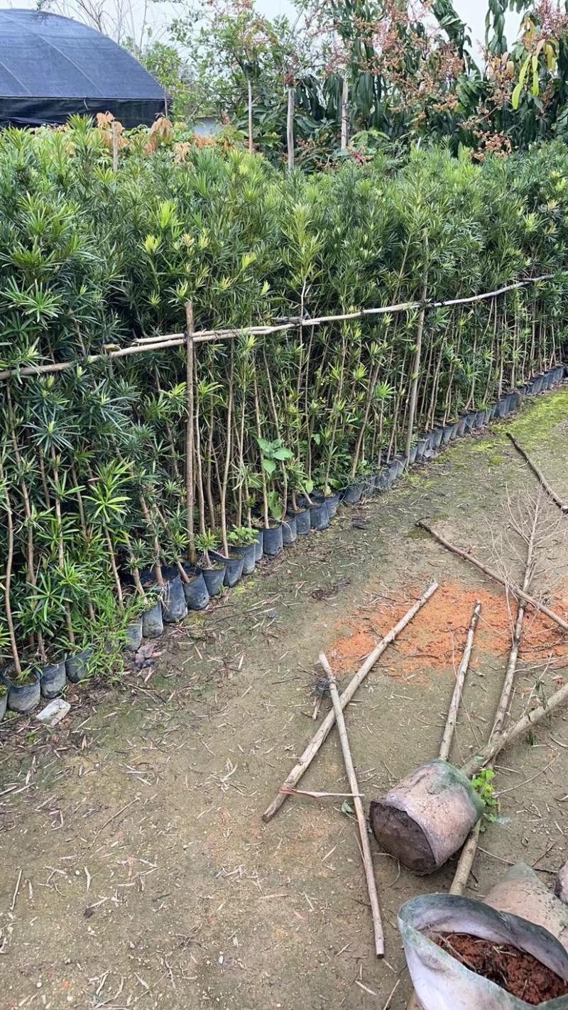 罗汉松苗基地直销规格齐全欢迎老板来电咨询合作