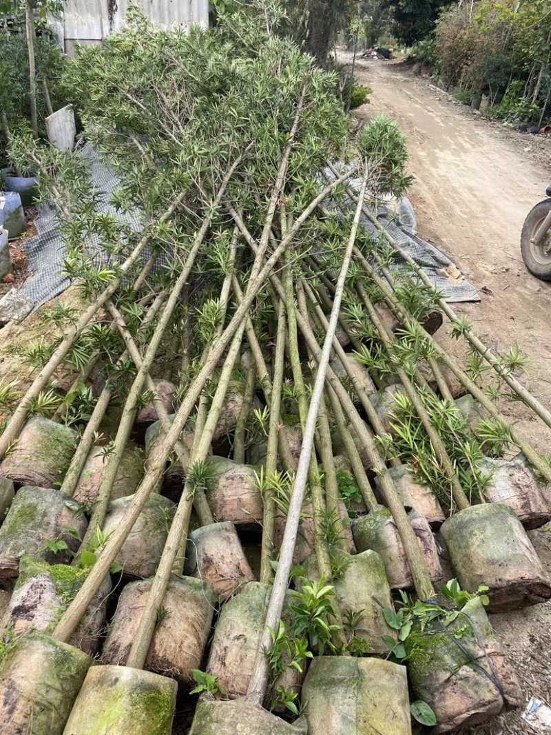 罗汉松苗基地直销规格齐全欢迎老板来电咨询合作
