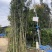 罗汉松苗基地直销规格齐全欢迎老板来电咨询合作