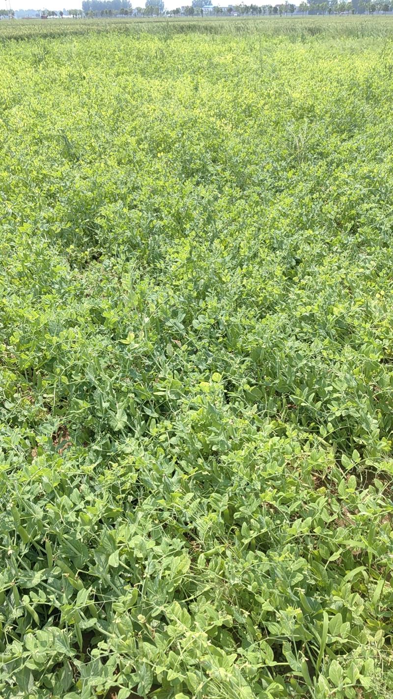 新野豌豆青豌豆产地批发货源稳定支持视频看货代发全国