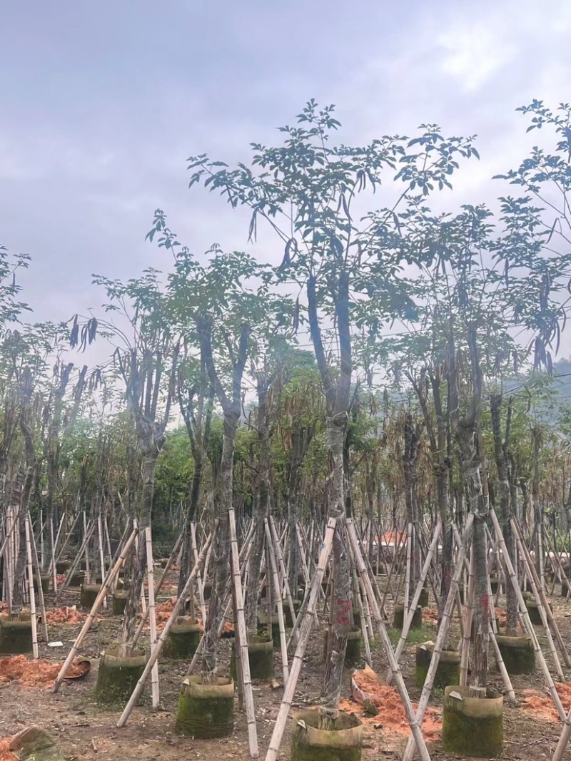 黄花风铃木基地直销规格齐全欢迎老板来电咨询合作