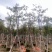 黄花风铃木基地直销规格齐全欢迎老板来电咨询合作