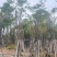 黄花风铃木基地直销规格齐全欢迎老板来电咨询合作