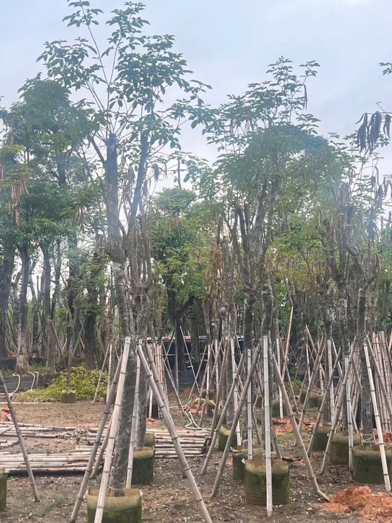 黄花风铃木基地直销规格齐全欢迎老板来电咨询合作