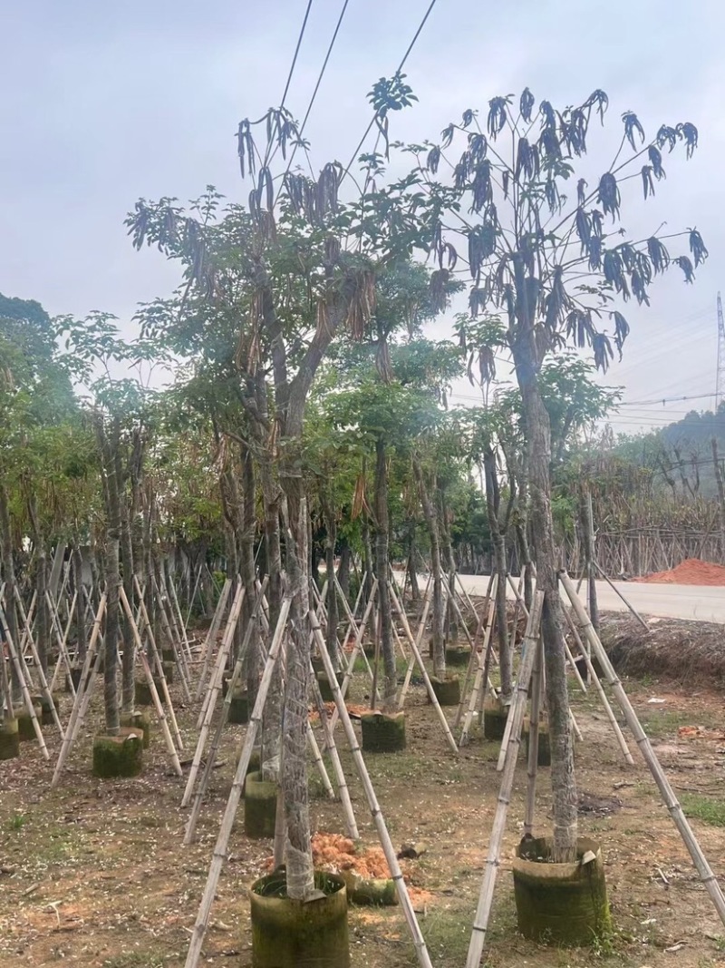 黄花风铃木基地直销规格齐全欢迎老板来电咨询合作